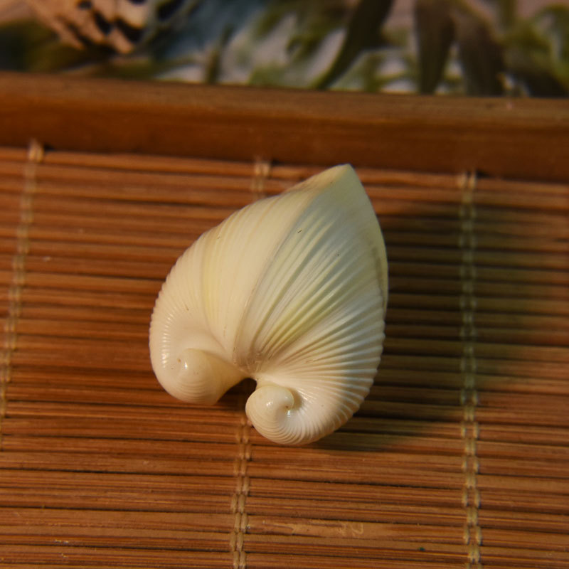 Marine Aquarium & Regional Centre Reviews - 天然カーディウム カルディッサ シェル - ハート型の貝殻、水族館の結婚式の装飾、羊の角巻貝、天然標本ギフト、マリン